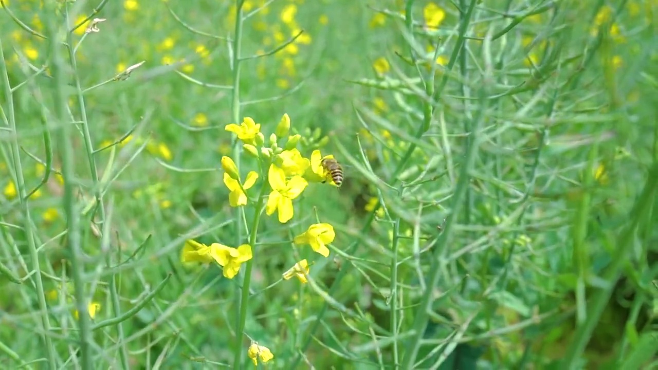 油菜花蜜蜂采蜜油菜花野生土蜜蜂花丛飞行慢动作蜜蜂采蜜视频素材