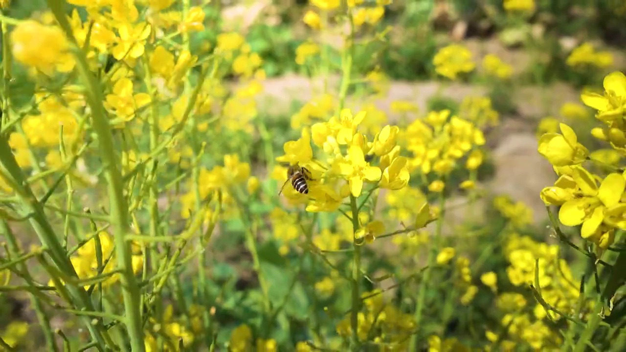 油菜花蜜蜂采蜜油菜花野生土蜜蜂花丛飞行慢动作蜜蜂采蜜视频素材