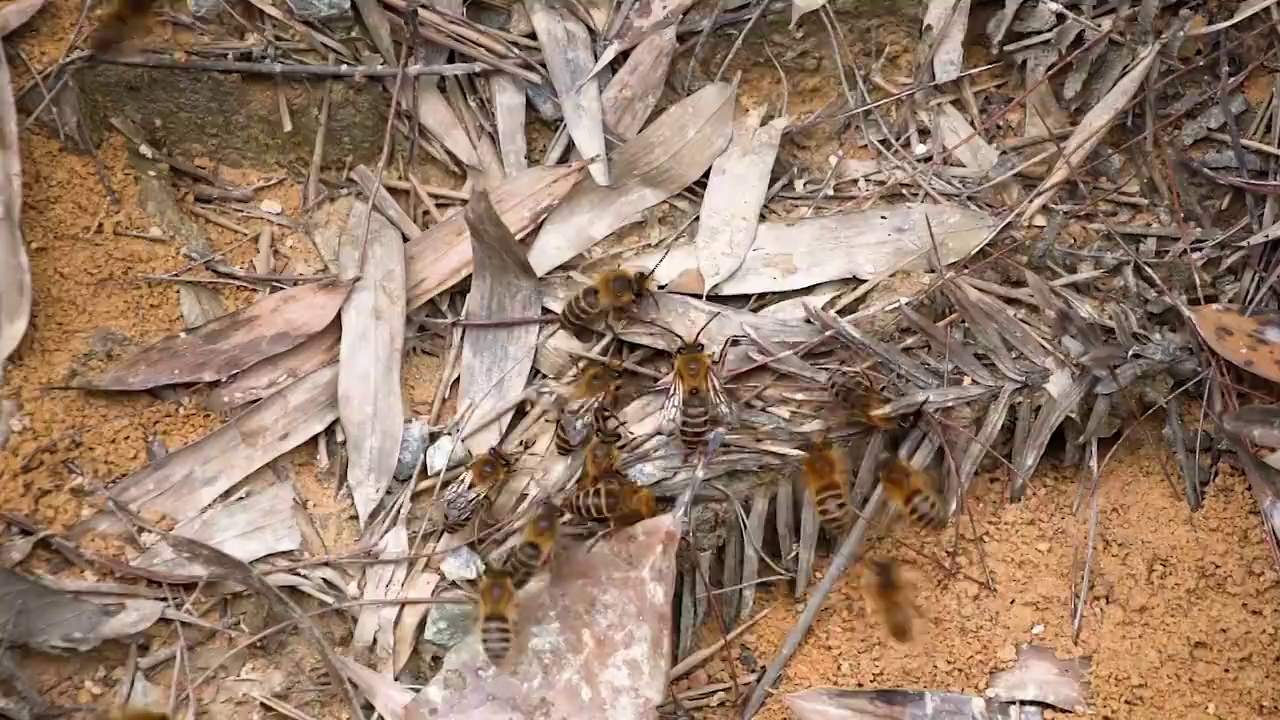 油菜花蜜蜂采蜜油菜花野生土蜜蜂花丛飞行慢动作蜜蜂采蜜视频素材