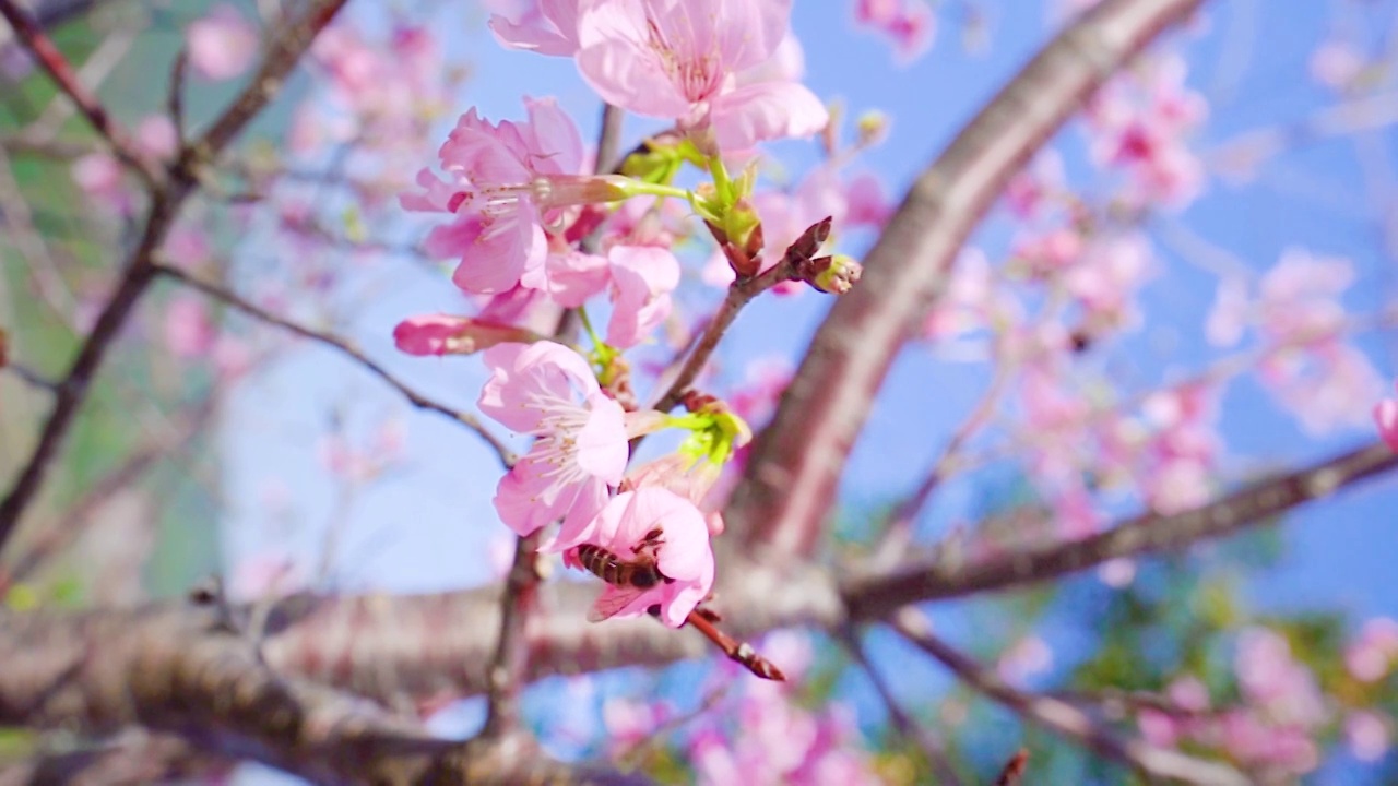 粉色樱花特写慢动作蜜蜂采蜜马鞭草特写紫色花海视频素材