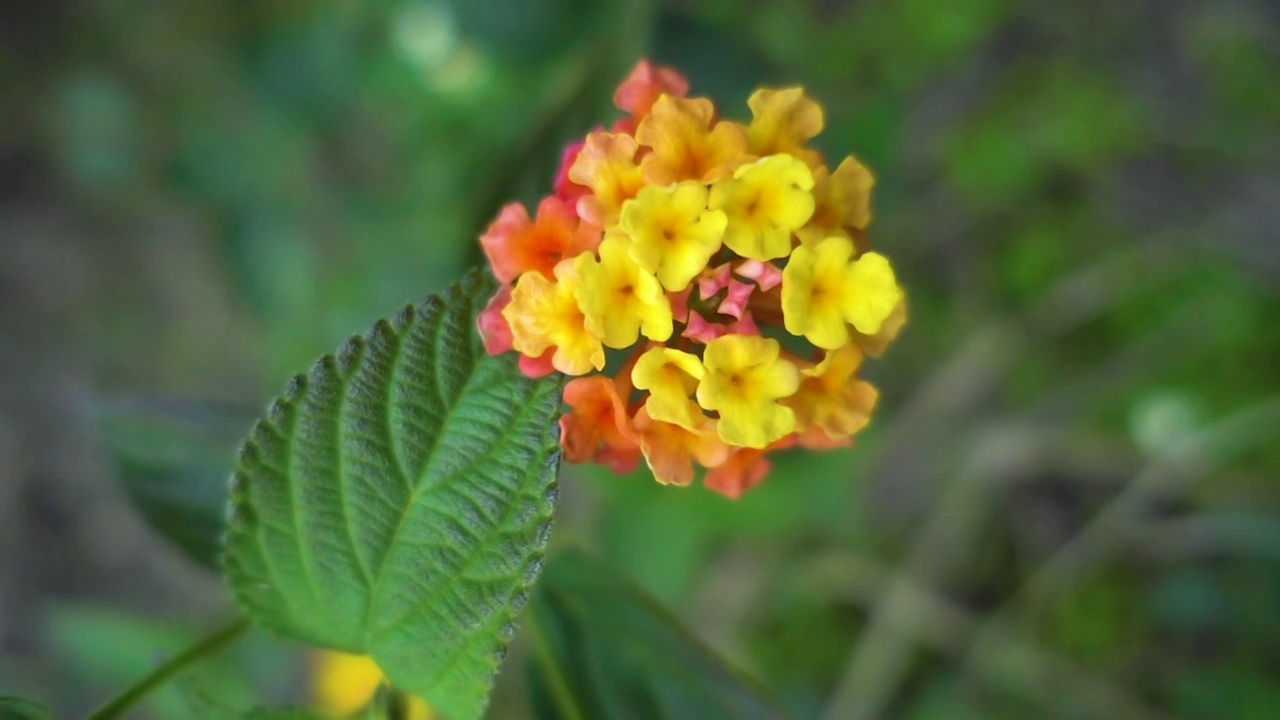 特写黄色马樱丹花蕾细节视频素材