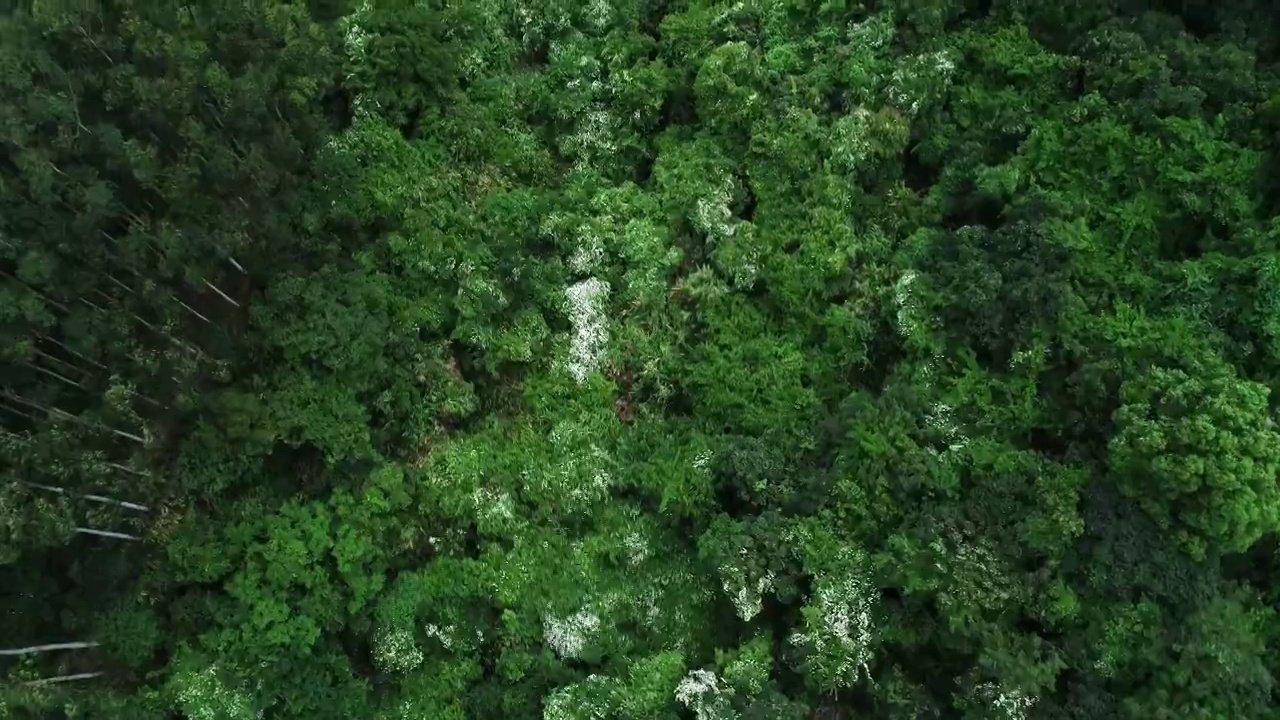 航拍森林航拍绿色森林原始森林绿色森林海洋环境保护视频素材