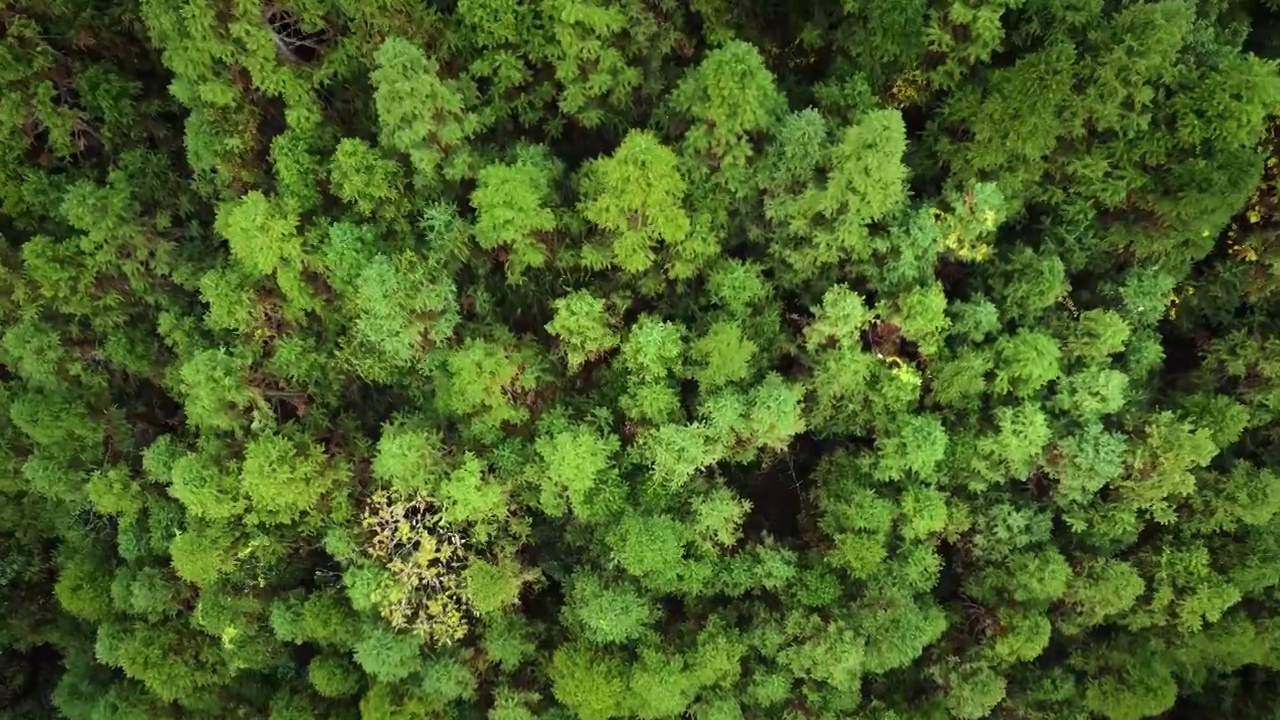 航拍森林航拍绿色森林原始森林绿色森林海洋环境保护视频素材