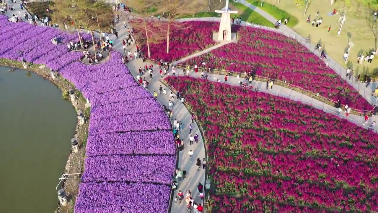 佛山市顺德区顺峰山公园花海视频素材