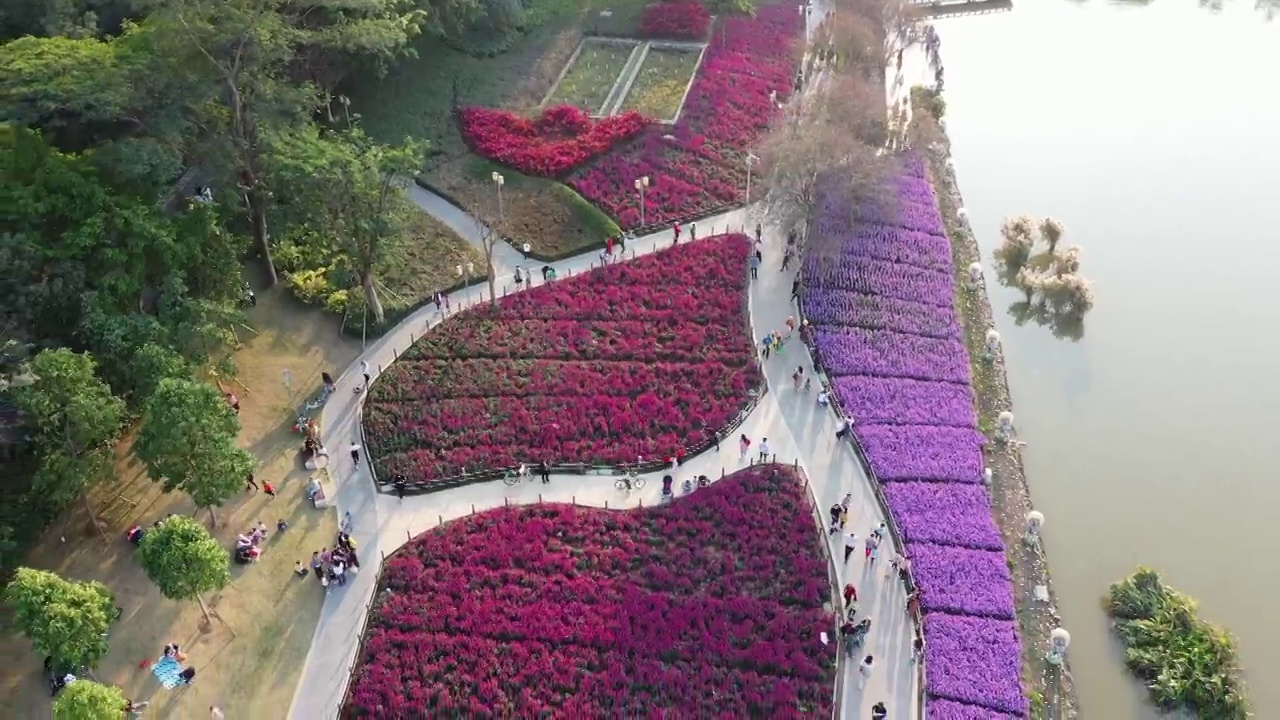 佛山市顺德区顺峰山公园花海视频素材