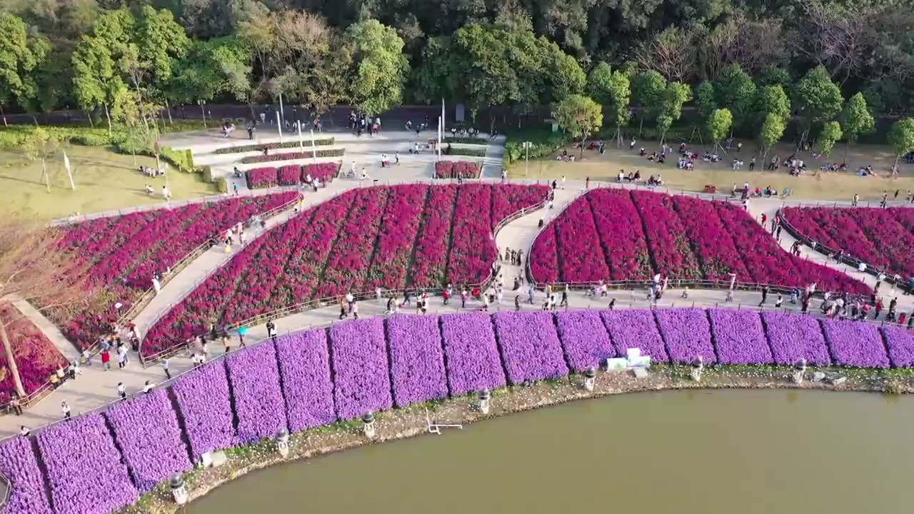 佛山市顺德区顺峰山公园花海视频素材