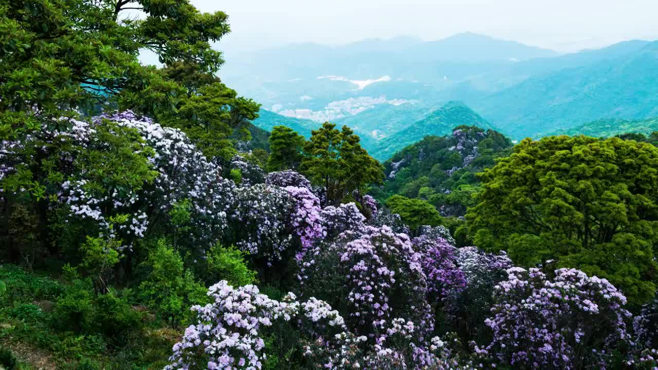 深圳梧桐山高山毛棉杜鹃花视频素材