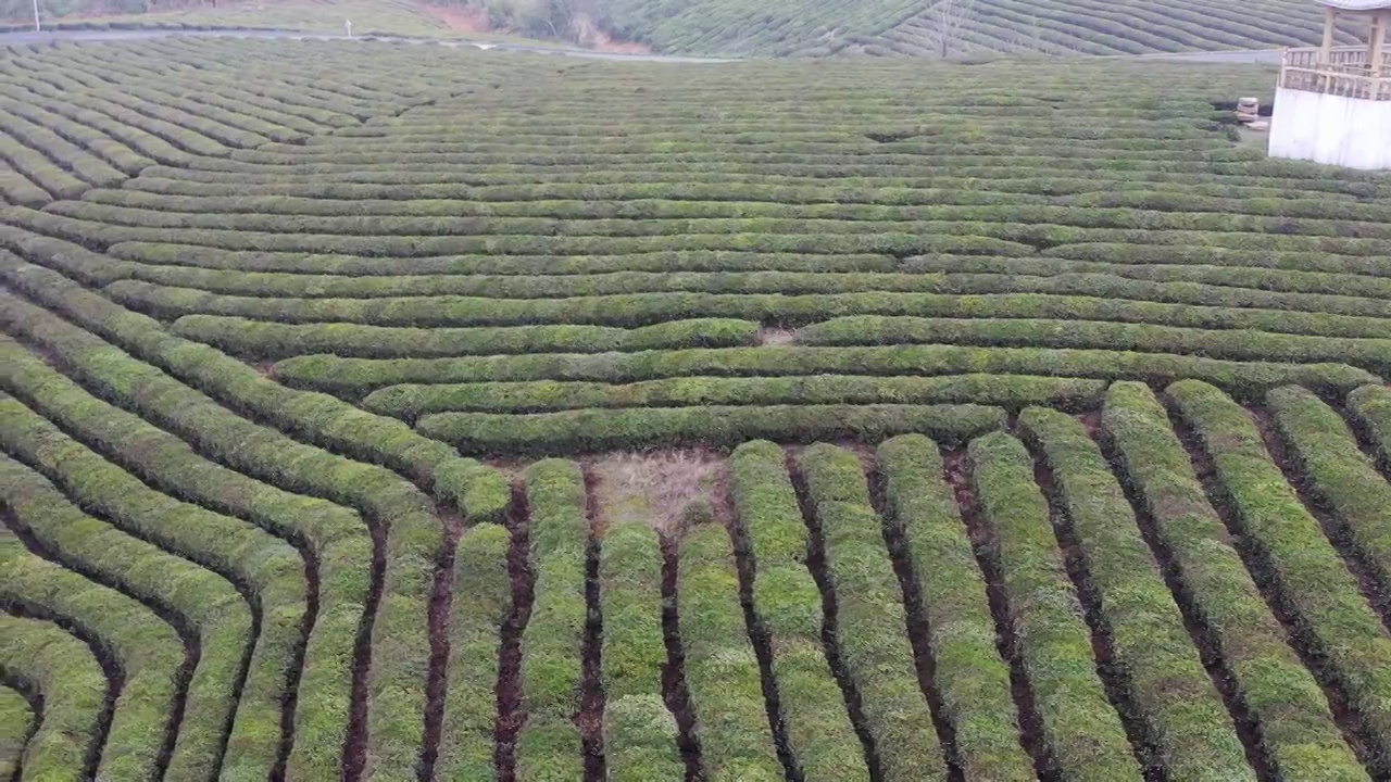 春季的茶园航拍南京淳青茶园视频素材