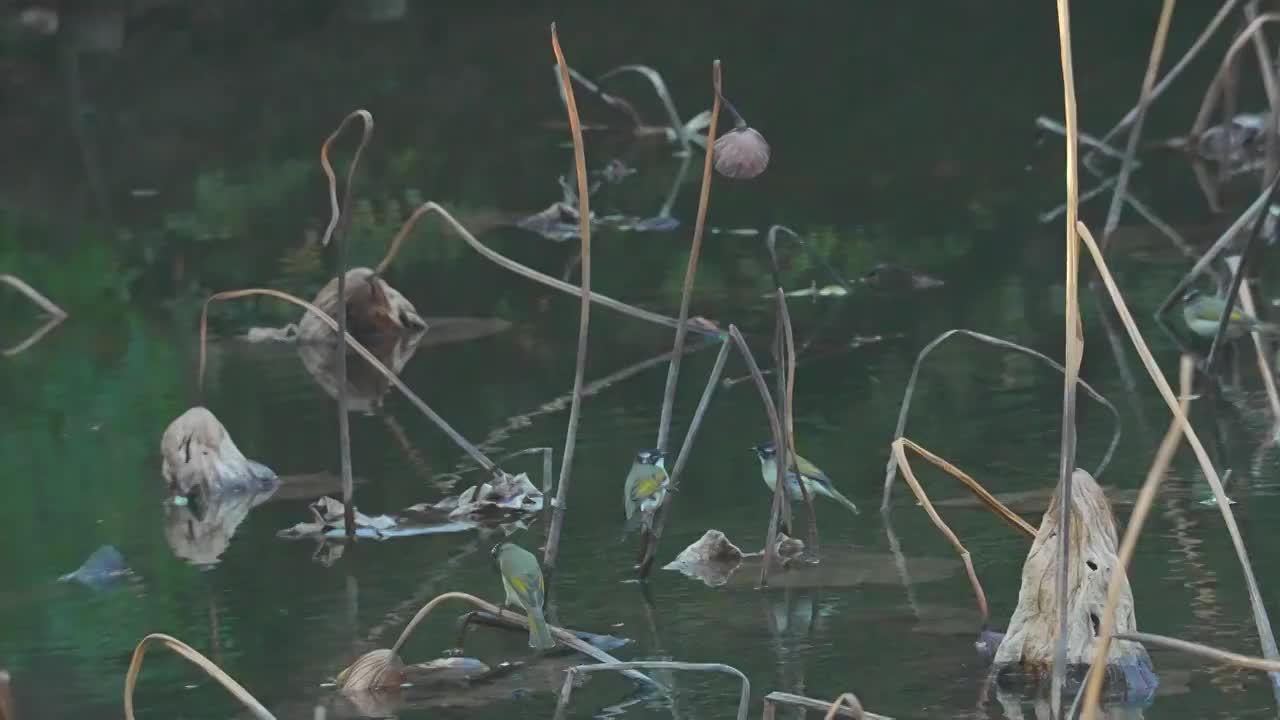 4k黄鹂饮水升格视频下载