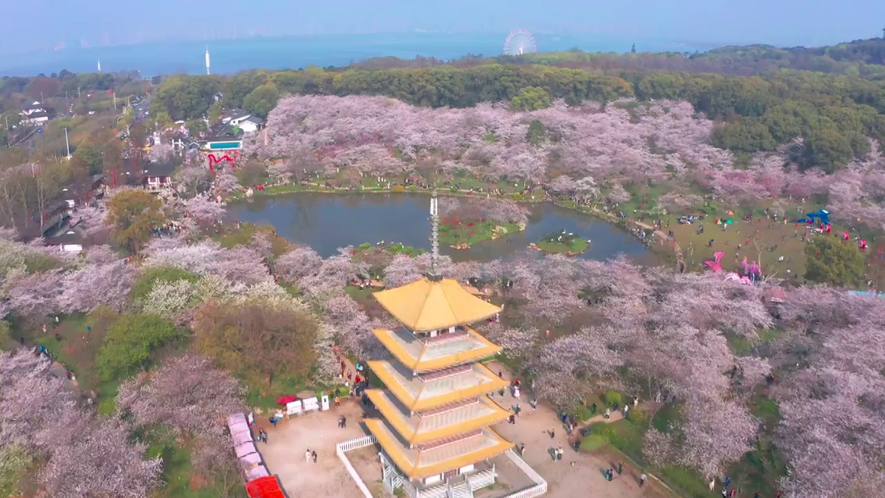 武汉东湖樱花园樱花盛开视频素材