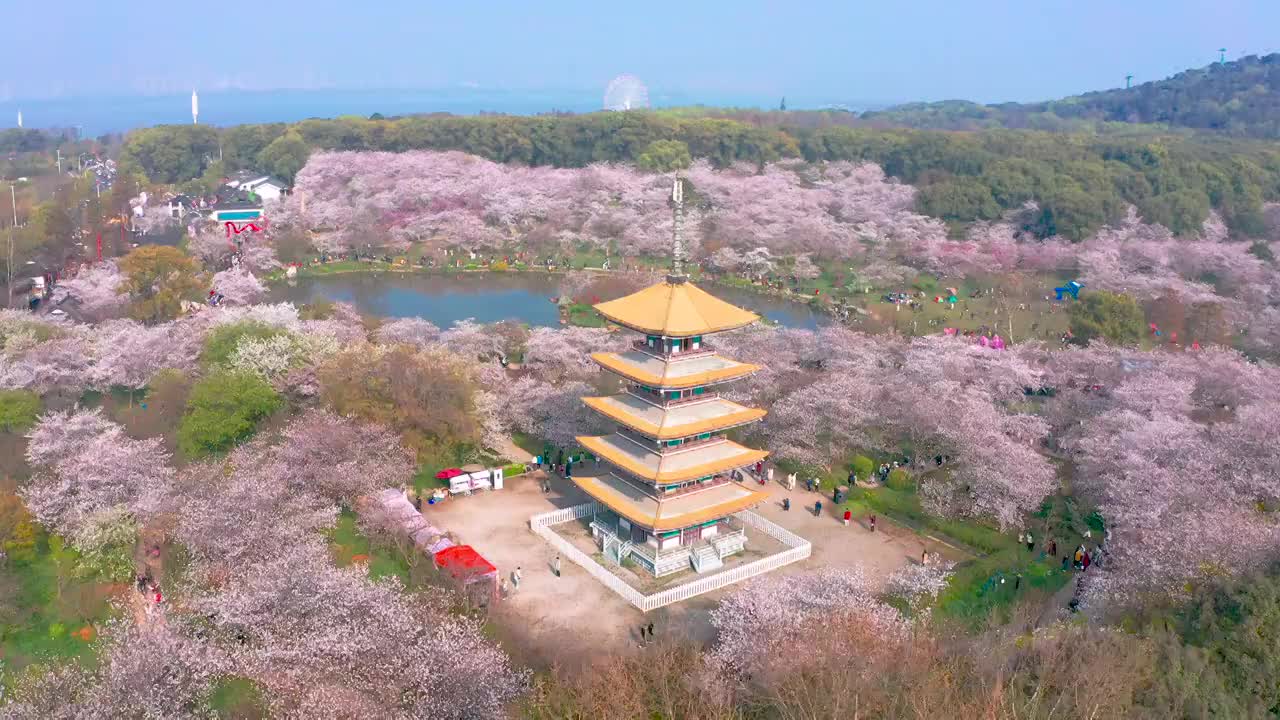 武汉东湖樱花园樱花盛开视频素材