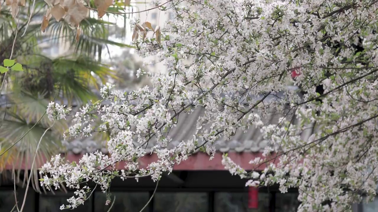 浪漫樱花视频素材