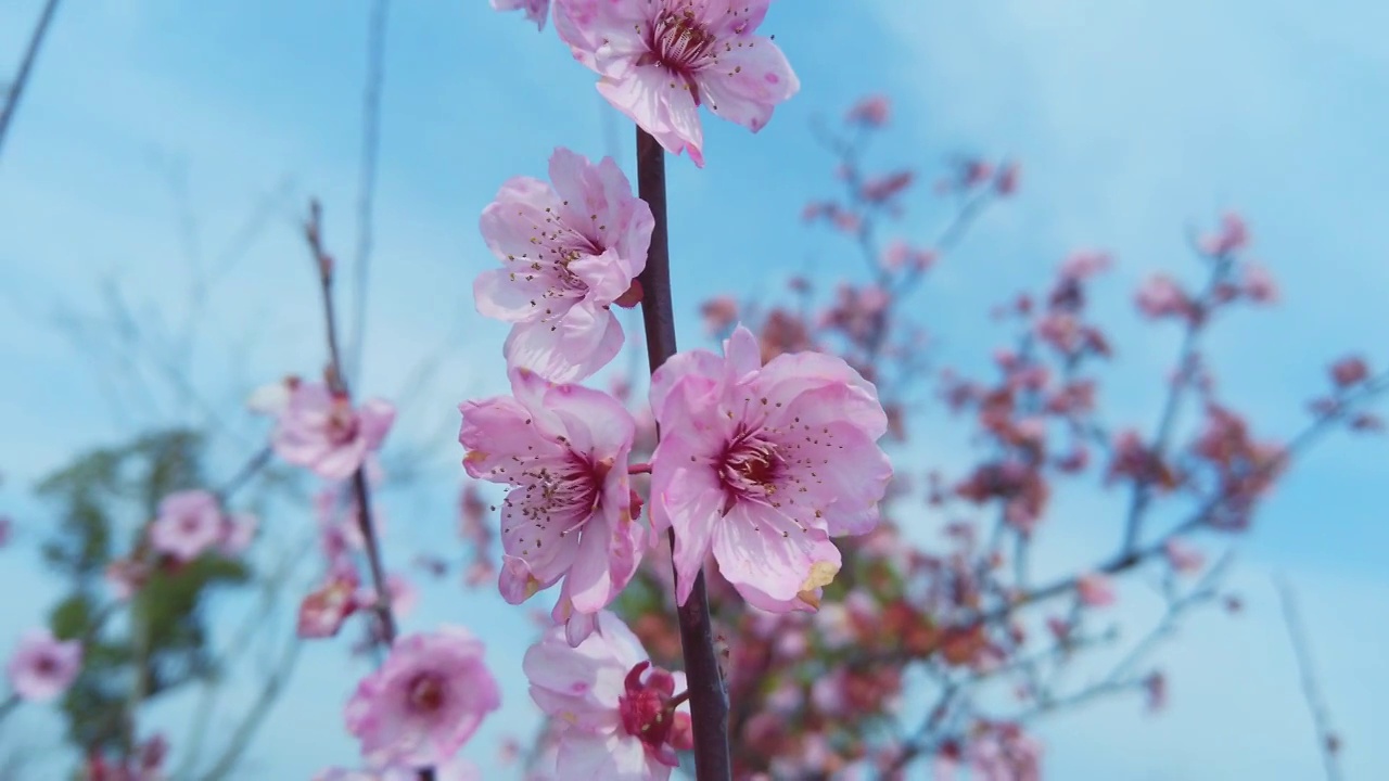 早樱花与蓝天近景特写视频素材