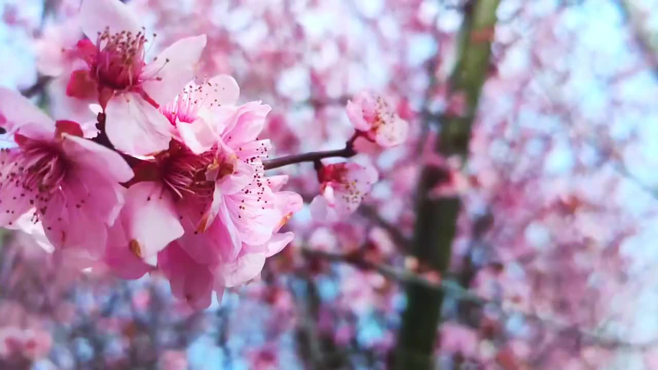 樱花与樱花雨近景特写视频素材