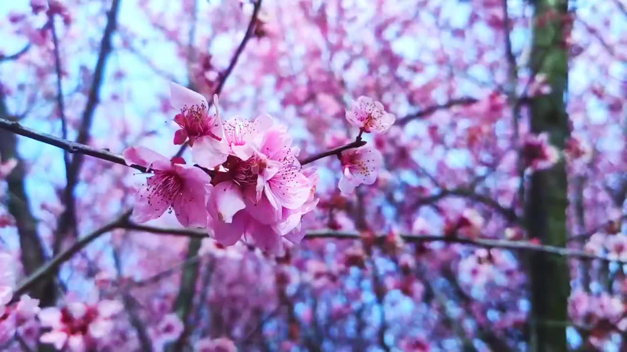 樱花与樱花雨近景特写视频素材