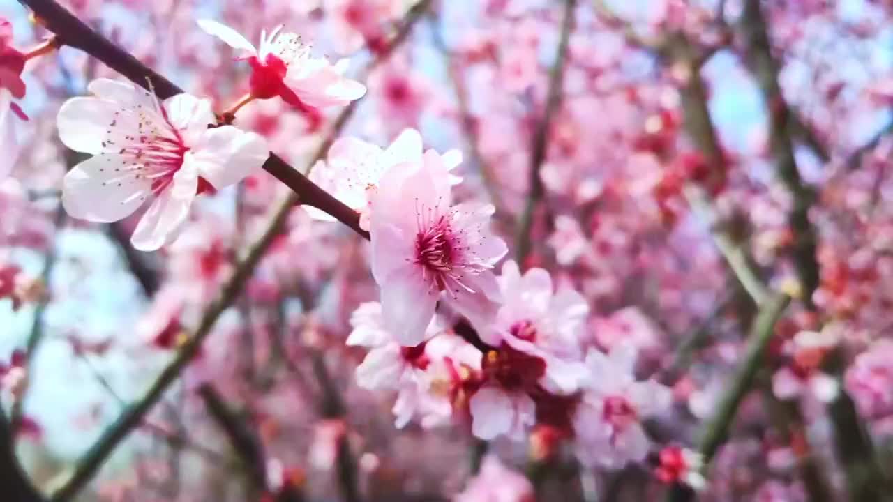 樱花与樱花雨近景特写视频素材