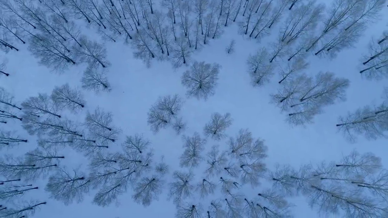 航拍内蒙古牙克石雪原树林风景视频素材