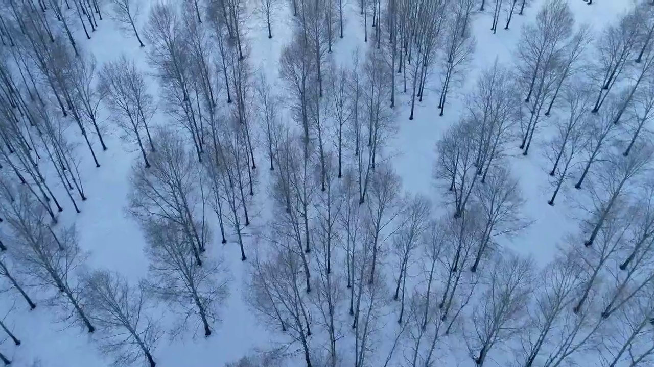 航拍内蒙古牙克石雪原树林风景视频素材