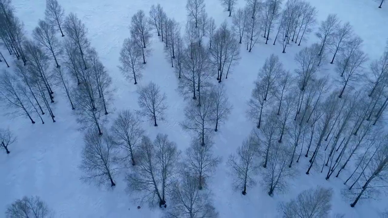 航拍内蒙古牙克石雪原树林风景视频素材