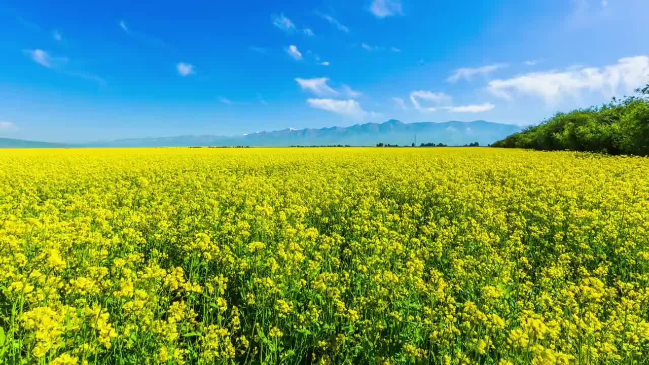 门源油菜花视频素材