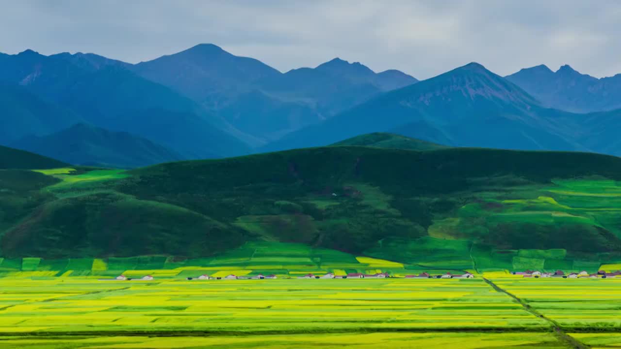 门源油菜花视频素材