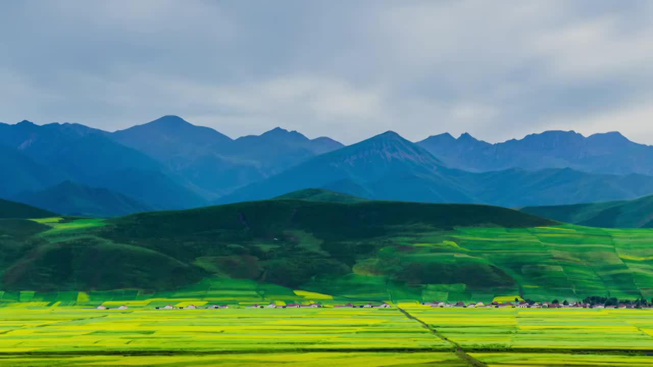 门源油菜花视频素材