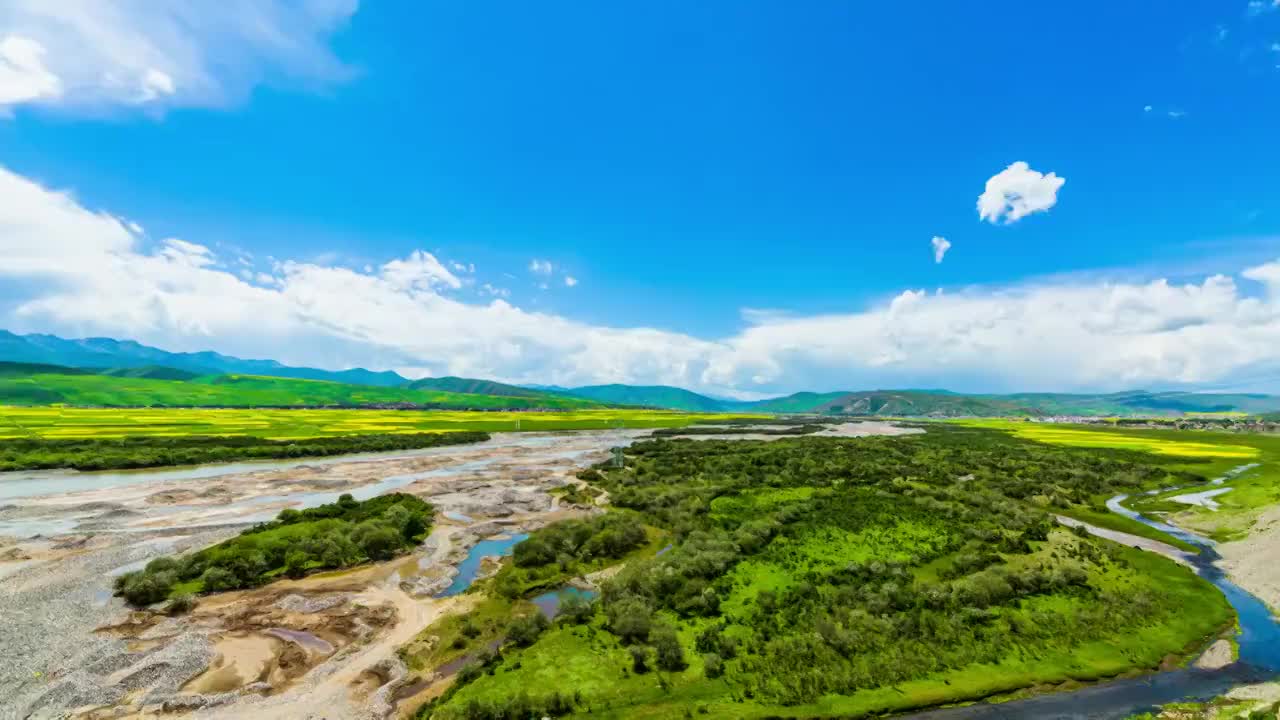 门源油菜花视频素材