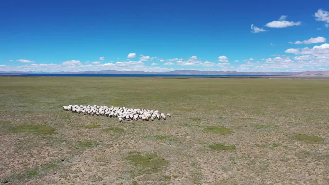 中国西藏自治区那曲当雄县纳木错湖滨草原羊群夏季高原风光视频下载