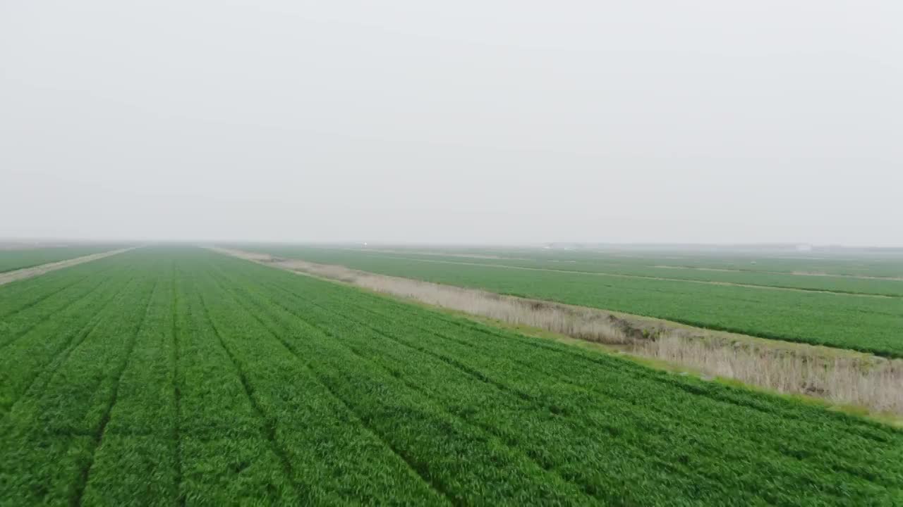 崇明水稻田航拍视频素材