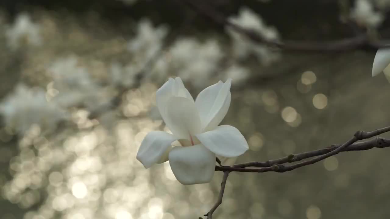 春天湖畔的玉兰花视频素材