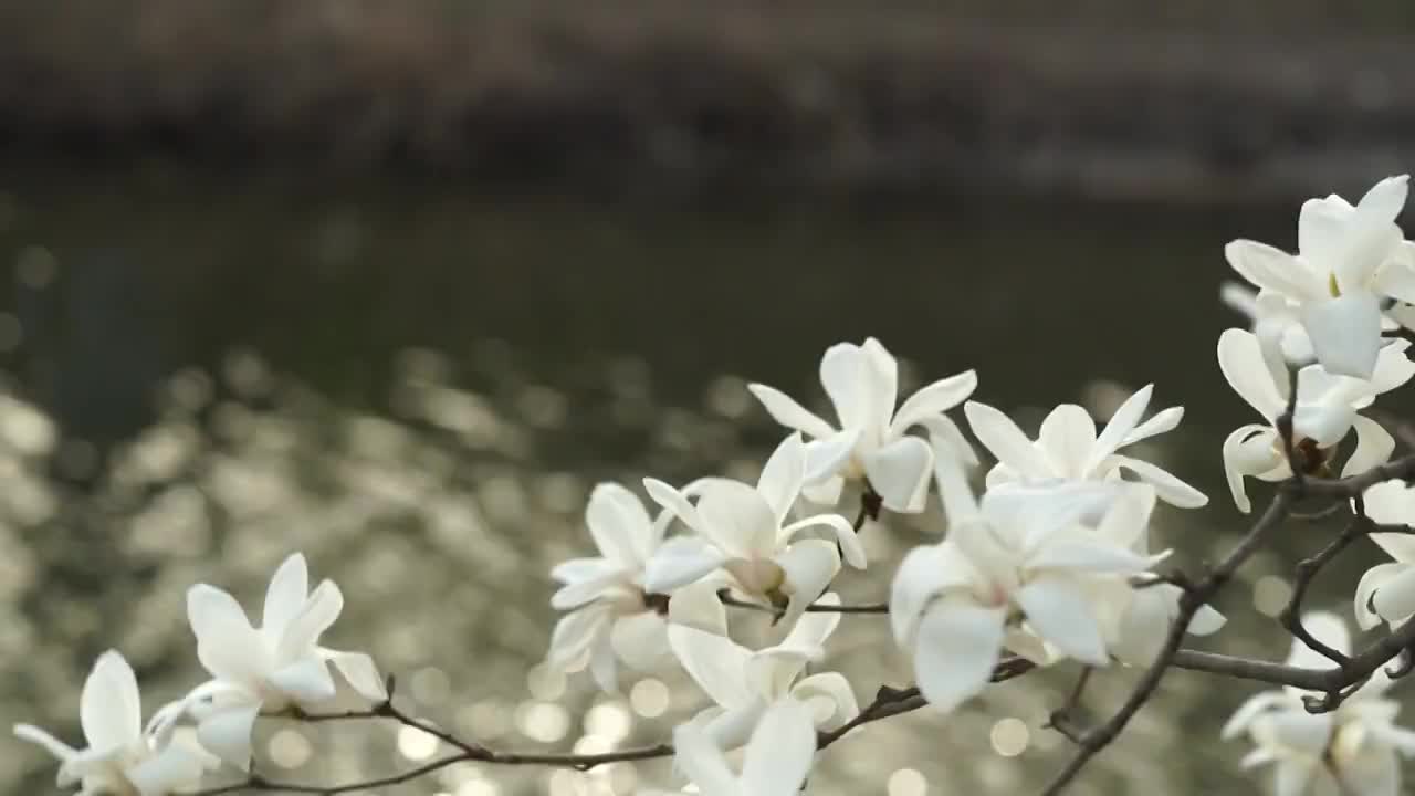 春天湖畔的玉兰花视频素材