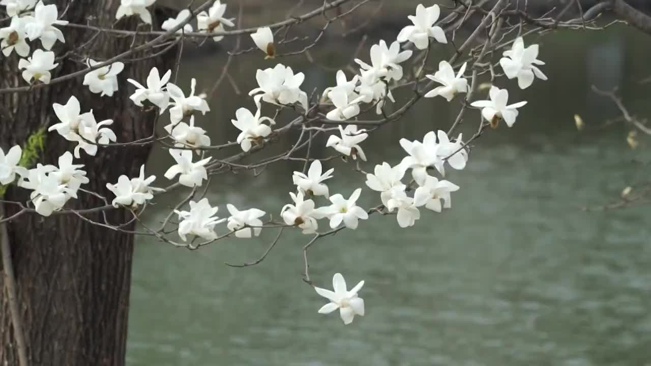 春天湖畔的玉兰花视频素材