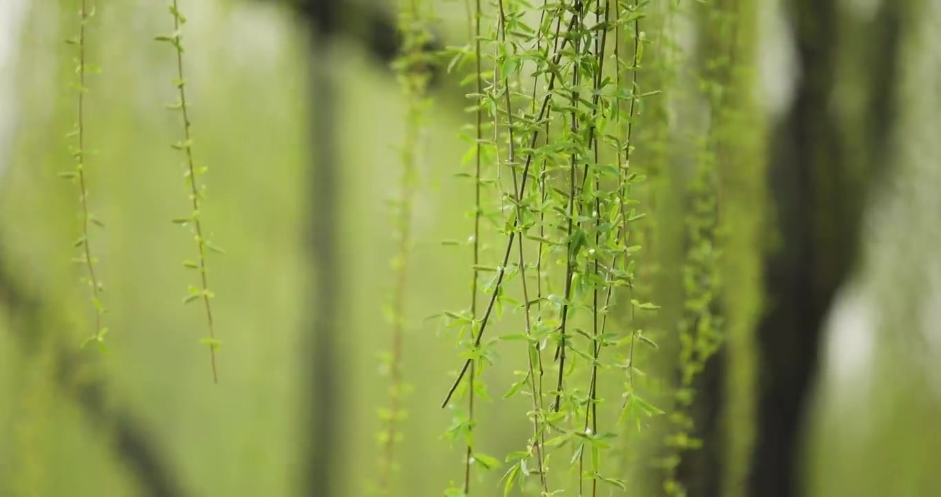 垂柳特写视频素材画面2