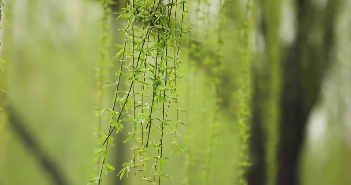 垂柳特写视频素材画面3