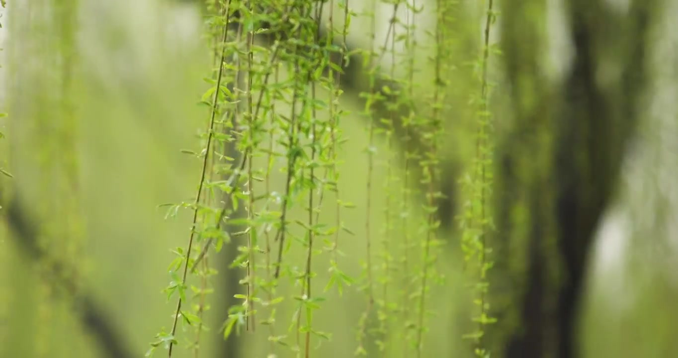 垂柳特写视频素材画面4