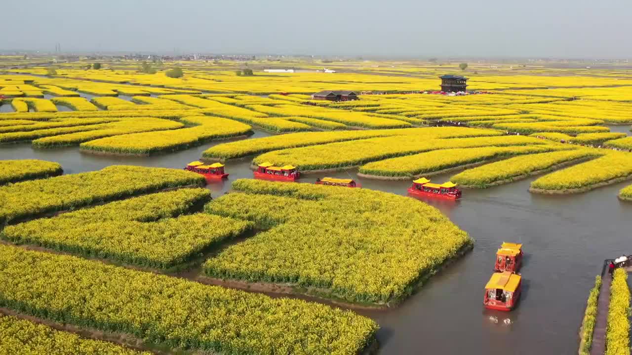 春季自然风光江苏兴化油菜花视频素材