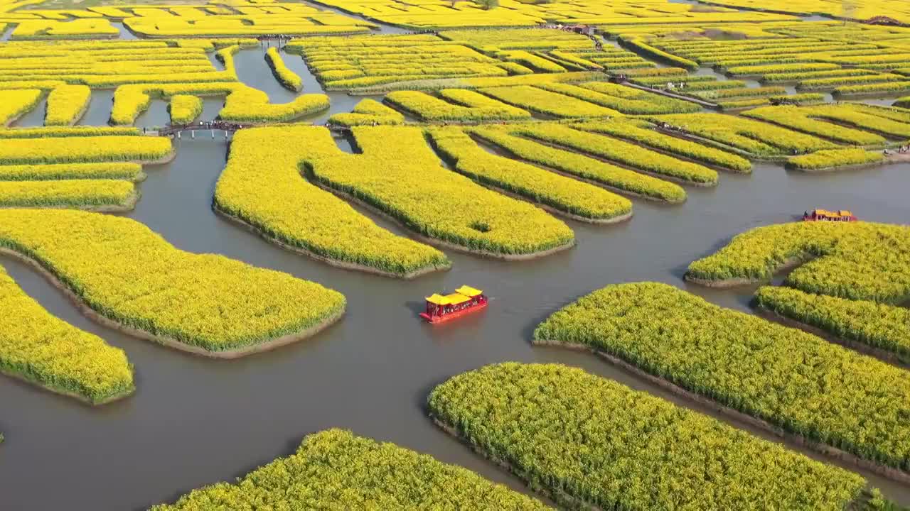 春季自然风光江苏兴化油菜花视频素材