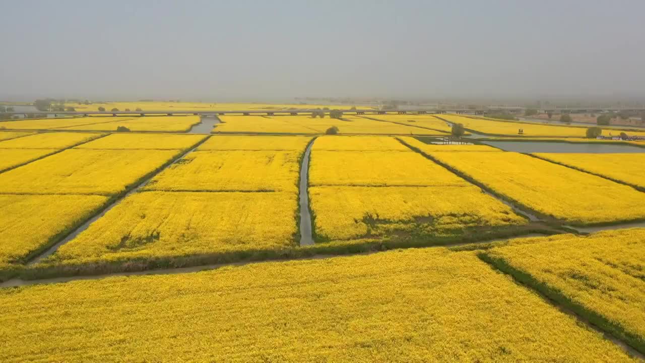 春季的油菜花江苏高邮湖上花海视频素材