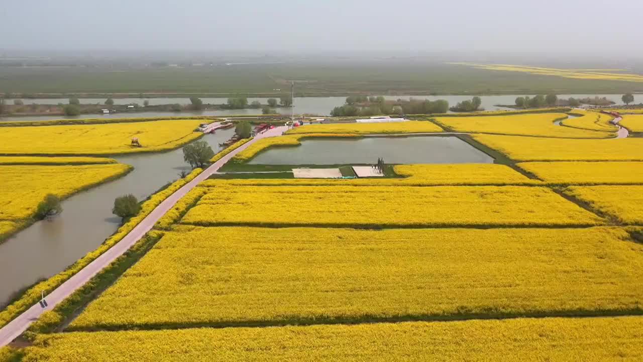 春季的油菜花江苏高邮湖上花海视频素材