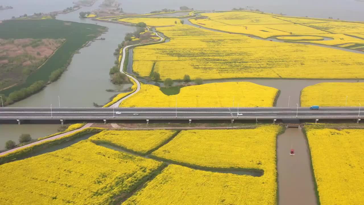 春季的油菜花江苏高邮湖上花海视频素材