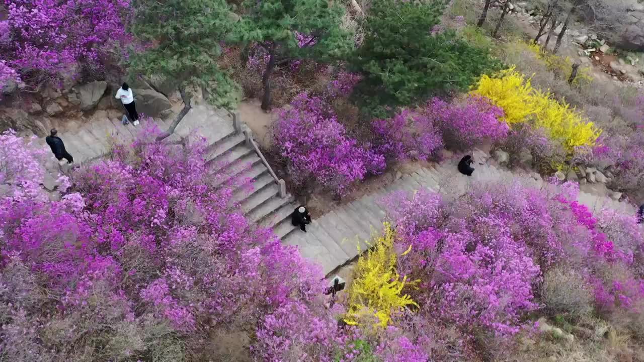 春季自然风光青岛大珠山盛开的杜鹃花视频素材