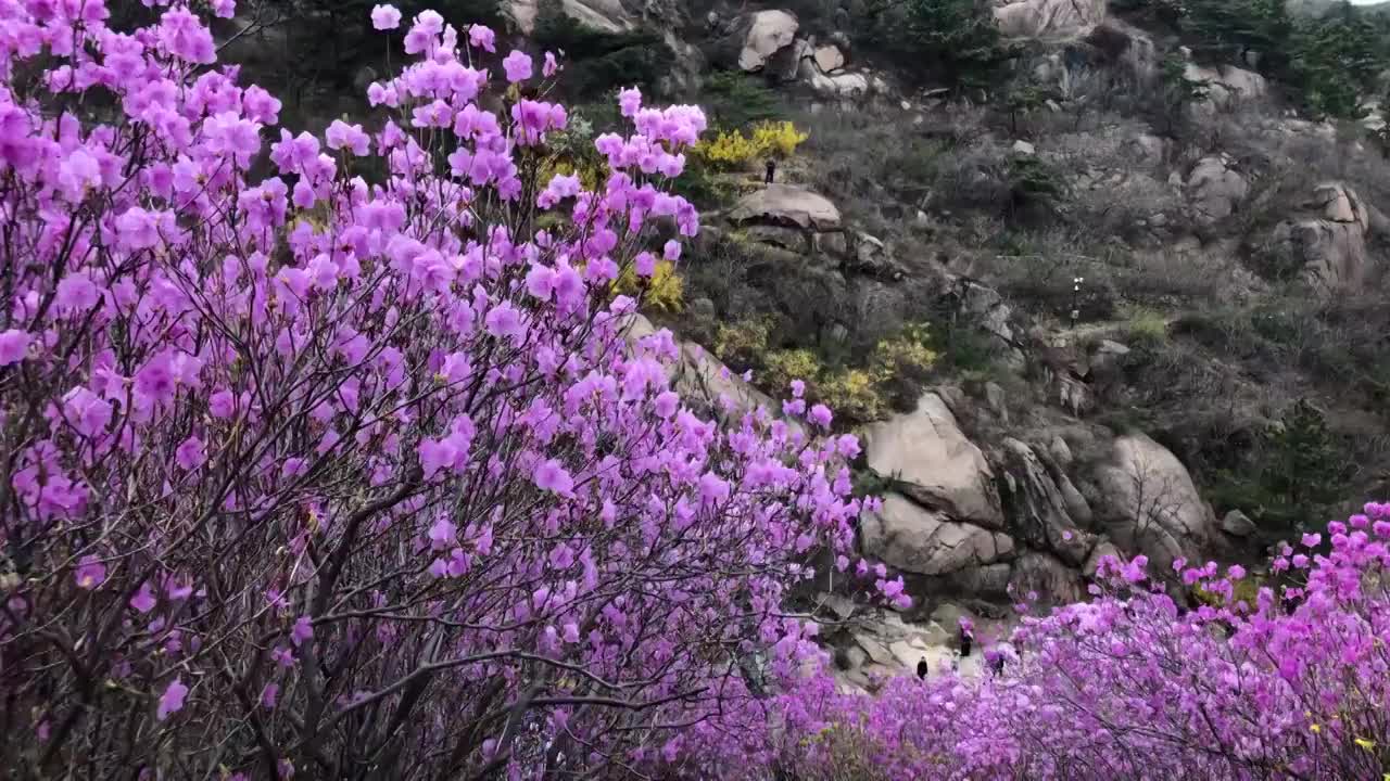 春季自然风光青岛大珠山盛开的杜鹃花视频素材