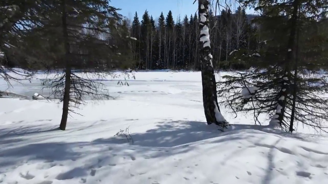 无人机拍摄冰雪中白桦林穿越场景视频素材