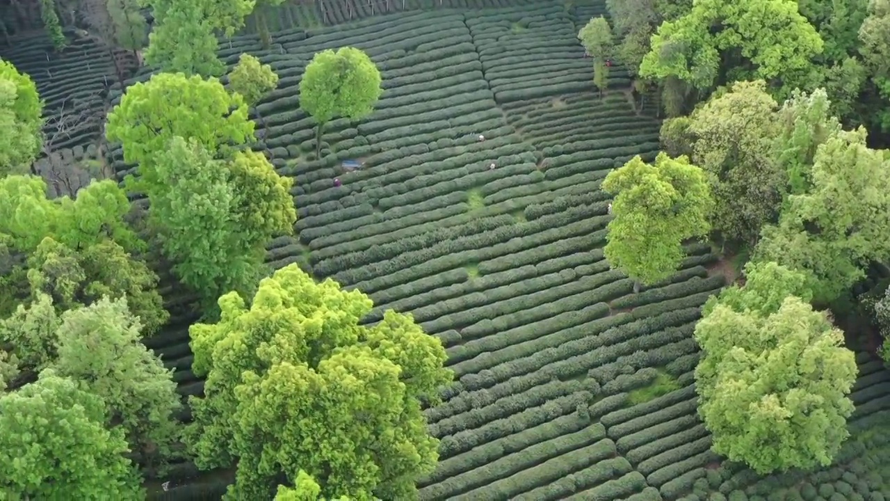 杭州西湖龙井采茶视频素材