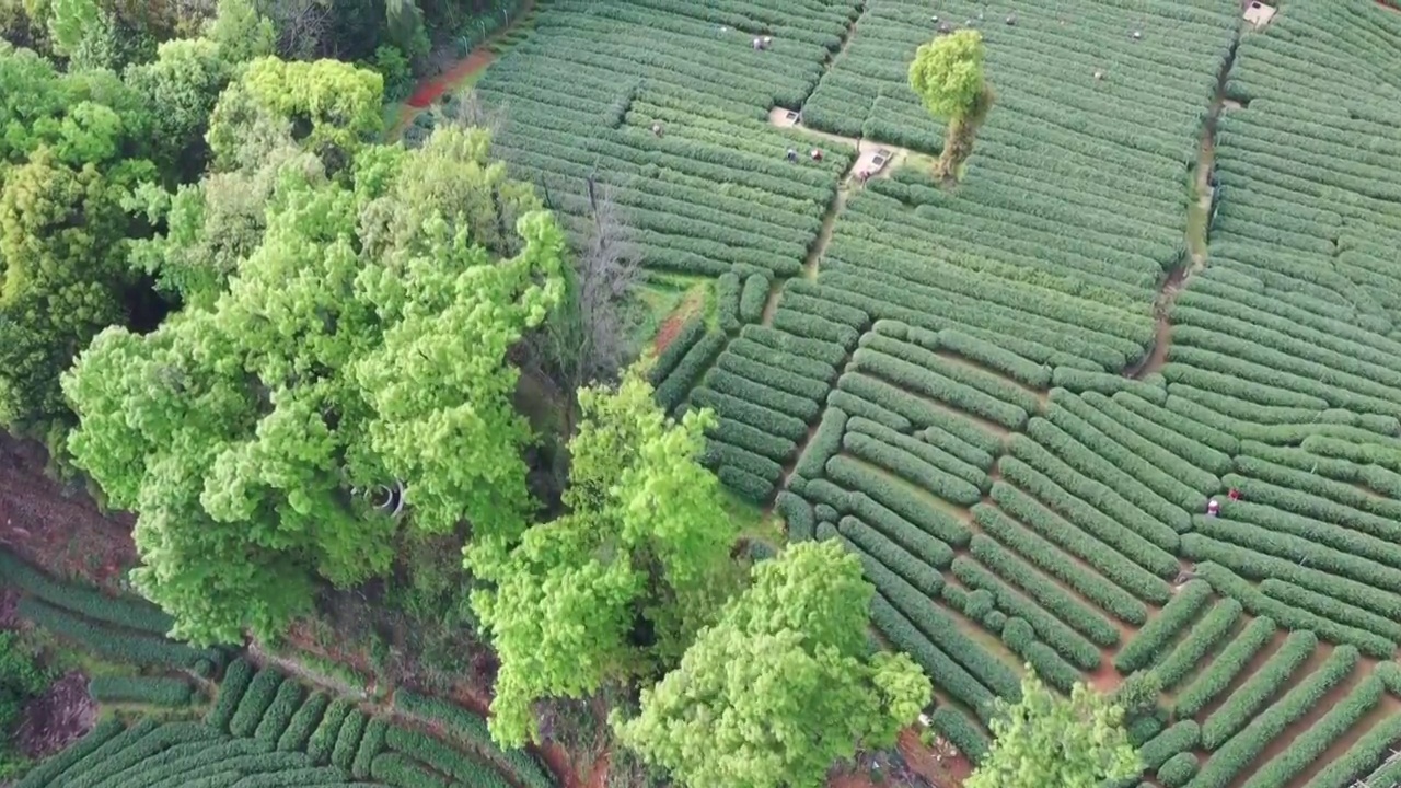 杭州西湖龙井采茶视频素材