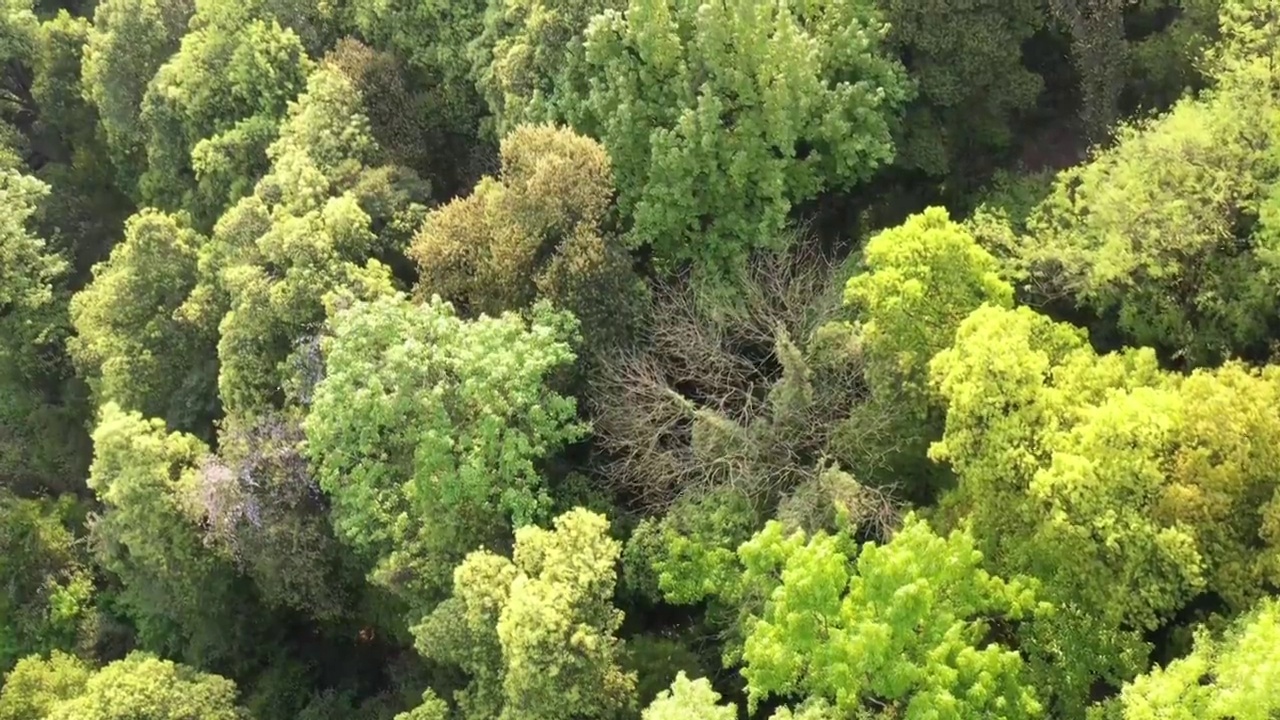 杭州西湖龙井采茶视频素材