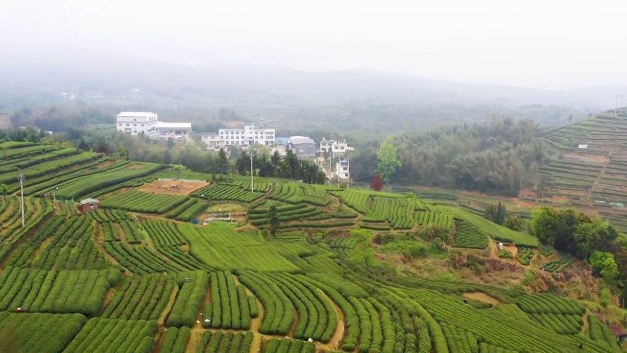 福鼎白茶茶山视频素材