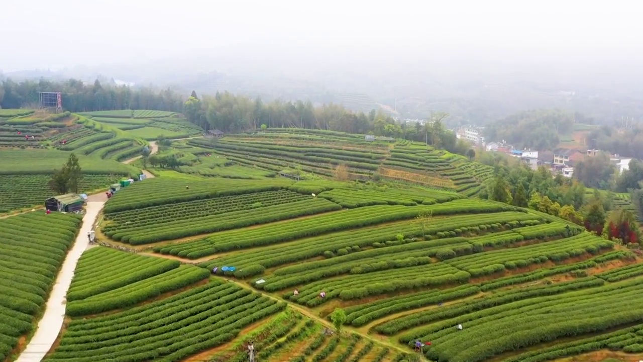 福鼎白茶茶山视频素材