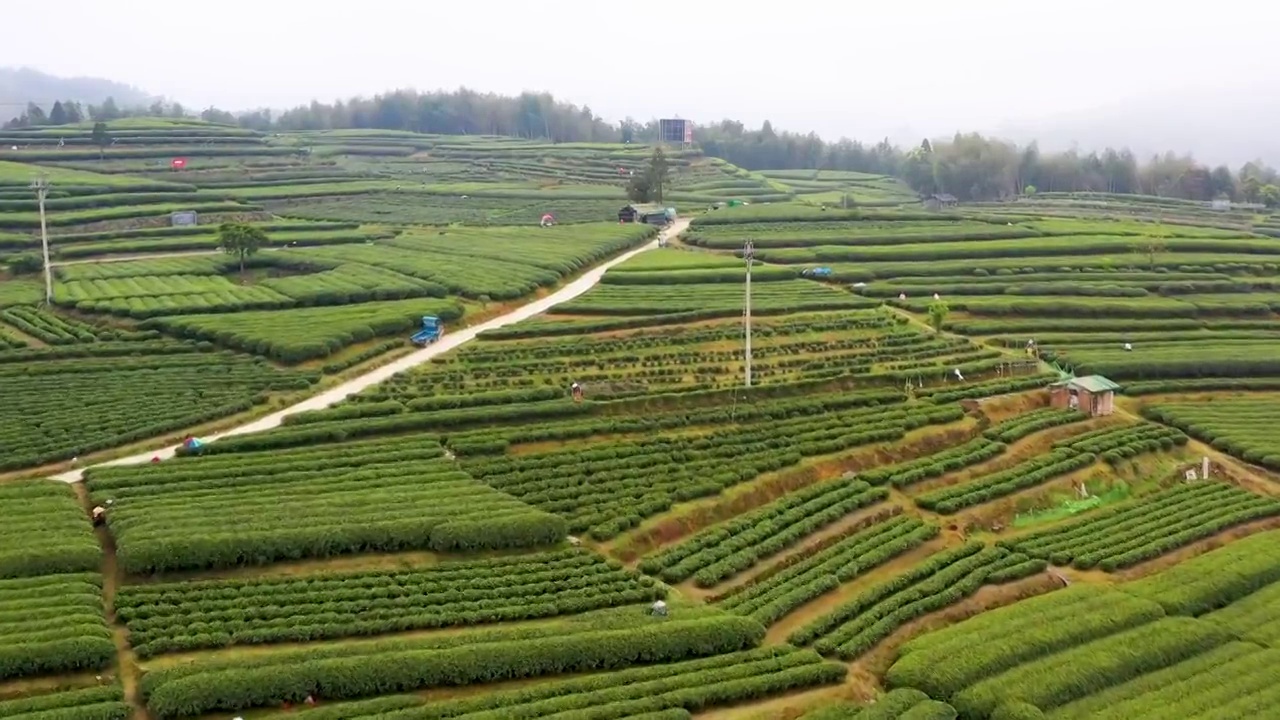 福鼎白茶茶山视频素材