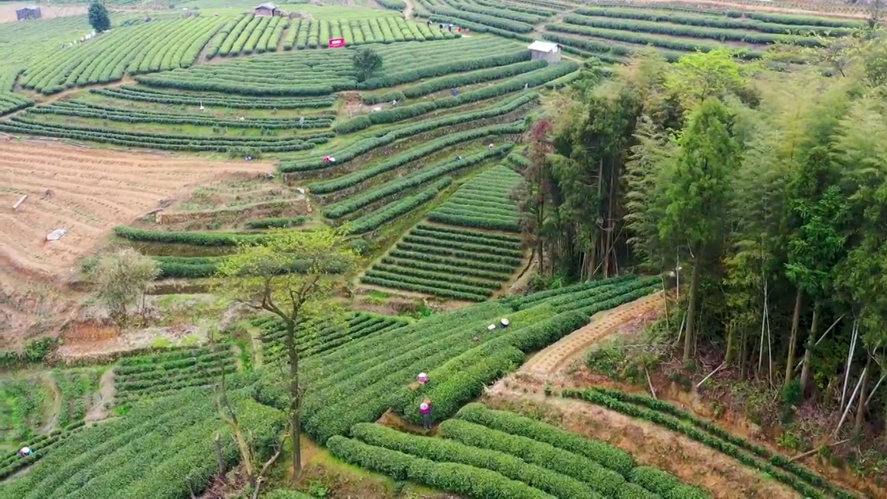 福鼎白茶茶山视频素材